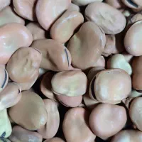 بذر باقالی پربار۷بند|گل و گیاه طبیعی|دلند, |دیوار