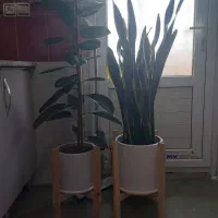 گل طبیعی سانسوریا ابلق وفیکوس