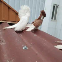 کبوتر|پرنده|چالوس, |دیوار