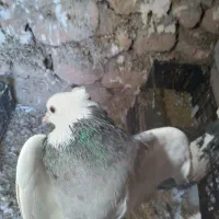 کبوتر|پرنده|سرپل ذهاب, |دیوار