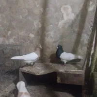 نرکله ای سیاه نر کله ای زرد