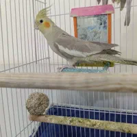 ...|پرنده|تربتحیدریه, کاشانی|دیوار