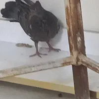 جوجه جیر جیری پیدا شده