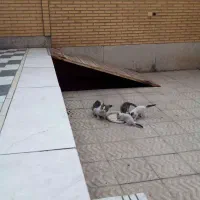 یک گربه با 4 بچه