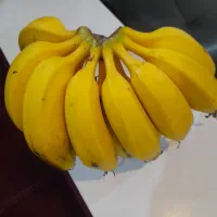 نهالموز سردسیری کاندوش پرحاصل|گل و گیاه طبیعی|اندیشه, اندیشه فاز ۴|دیوار