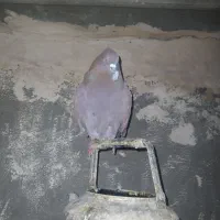 کفتر|پرنده|قم, ولیعصر|دیوار