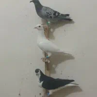 کفتر هوایی ماده