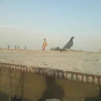 کله وسرخ وزاغ دم سفید یهودی کلاغ|پرنده|مشهد, شهرک صنعتی توس|دیوار