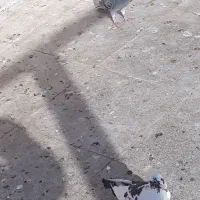 تعداد ۶ کبوتر پلاکی|پرنده|کهریزک, |دیوار