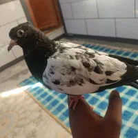 جوجه سینه سیاه دستی