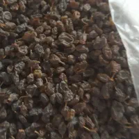 کشمش افتابی|خوردنی و آشامیدنی|قم, ولیعصر|دیوار