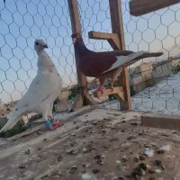 جوجه آلمانی سار و قره سرخ