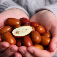 تکثیر و تامین نهال عناب باغات شما در هشترود