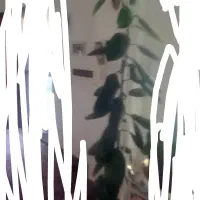 گیاه فیکوس ۳متری
