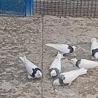 طوقی|پرنده|قم, باغ کرباسی|دیوار