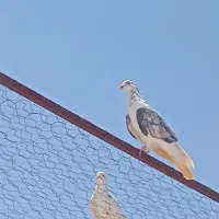 کفتر پرشی تضمینی