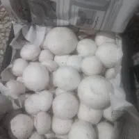 فروش قارچ اعلا