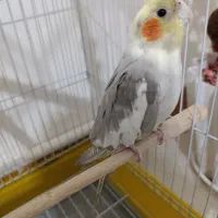 عروس هلندی گمشده