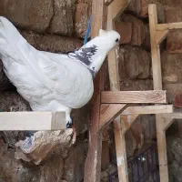کبوتر کفتر|پرنده|شیراز, حجت آباد|دیوار