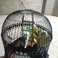 پرنده مرغ عشق