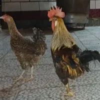 مرغ و خروس
