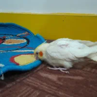 یک عدد عروس هلندی