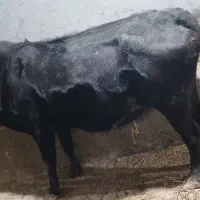 گاو ماده ابستن