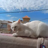 گربه پرشین|گربه|گنبد کاووس, |دیوار