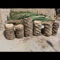 بریدن نخل و درخت قطع نخل هرس کردن نخل .استاد نخل|خدمات باغبانی و درختکاری|اهواز, گلستان|دیوار