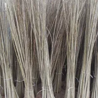 سنوبر قلمه شاخه ریشه دار بدون ریشه برای کاشت|گل و گیاه طبیعی|میاندوآب, |دیوار