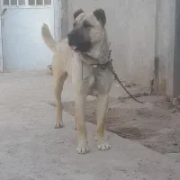 سیاه پوز توله یک سال  نگهبان وگوسفندی