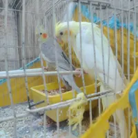طوطی عروس|پرنده|رشت, بازار|دیوار