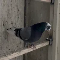 ۱۵ تا مایه کفتر نر جواهر