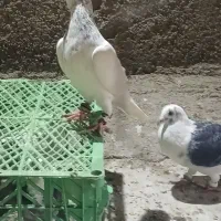 دوتا سار و کفتر کبوتر