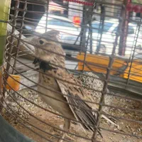 قناری سهره قناری|پرنده|زرند, |دیوار