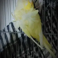 مرغ عشق لوتینو پروانه ای