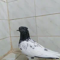 کفتر کله سیاه نر|پرنده|مشهد, شاهد (شهرک غرب)|دیوار