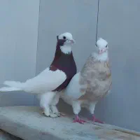 طوق سرور یک جفت طوقی نر