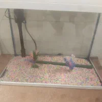 آکواریوم شیشه خم شرکتی در حد نو با تمام وسایل