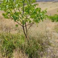 فروش باغ|فروش زمین و ملک کلنگی|میانه, |دیوار