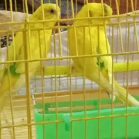 مرغ عشق زیبا|پرنده|اردبیل, |دیوار