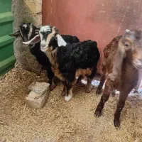 سه عدد بزغاله شیری