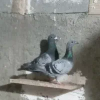 کفتر پلاکی