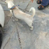 سگ پاکوتاه|سگ|اهواز, اهواز|دیوار