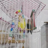 کوتوله برزیلی معاوضه با عروس هلندی|پرنده|تفتان, |دیوار