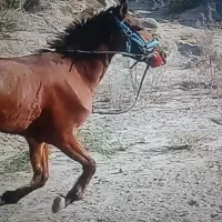 مادیان|اسب و تجهیزات اسب‌سواری|میناب, |دیوار