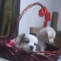 5 عدد توله اشپیتز 3 ماهه|سگ|رودهن, |دیوار