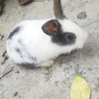 خرگوش لوپی پشمالو