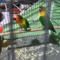 ۲عددکوتوله نروماده آماده جوجه کشی بالغ