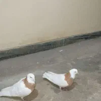 کفتر و کبوتر|پرنده|تهران, تختی|دیوار